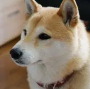 なたくんの画像