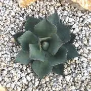 tanishiの画像