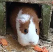 みつだんごの画像