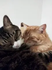 風鈴の画像