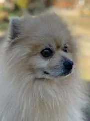 みるくの画像