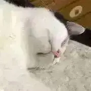 ごまくっす