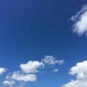 オリーブ