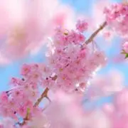 ちびちび　【均一セール実施中】の画像