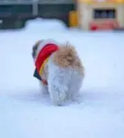 ひらの