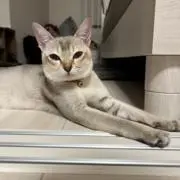 mstの画像