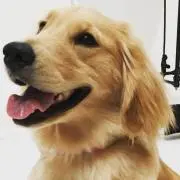 ちゃみまるの画像