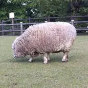 ひつじの画像
