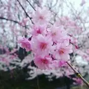 ✩こっこ✩