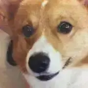 インディ