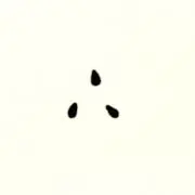 ごまの画像