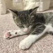 ぷぅの画像