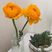ふじひめ