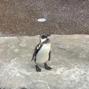 ののの画像