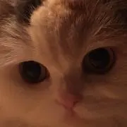 roseの画像