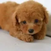 福豆
