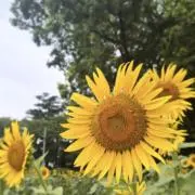 ひまわりの画像