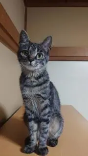 たまゆら