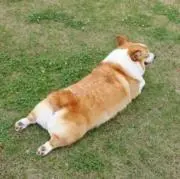 ボンド