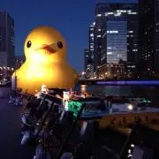 ひよこ