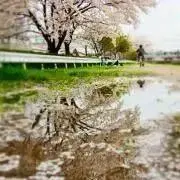 kokoの画像