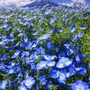 クリームの画像