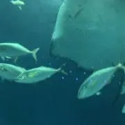 ちっちの画像