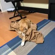 茶々丸の画像