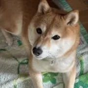 りく ☘の画像