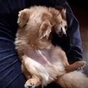 にぼから