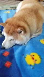しゃけの画像