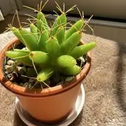 はちの画像