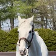 ヒヤヤッコの画像