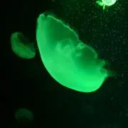 オムー
