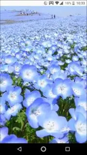 アオの画像