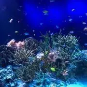 かなママの画像