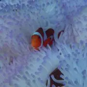 うさまるまるの画像
