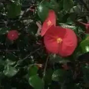 Shine :)の画像