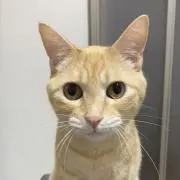 猫好きママの画像