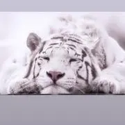 くろえ(プロフ必読)の画像