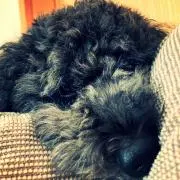 エルの画像