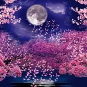 黒桜の画像