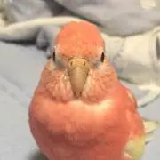 アキクサちゃんの画像