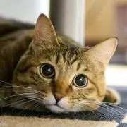 ぬこの画像