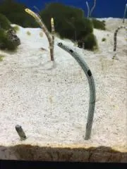 Image of チンアナゴ(プロフィール必須)