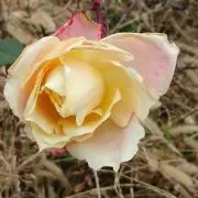 華の画像