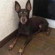 ツカユ