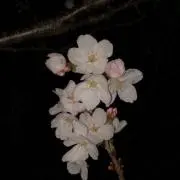 RIKIYASU★