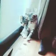 紫
