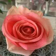 amy